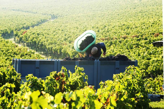 Sunny Bordeaux weather has greatly improved harvest prospects