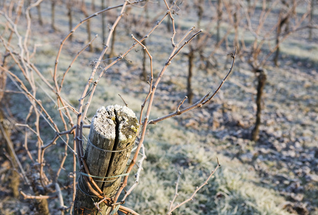 Frost on Chilean vines has reduced harvests.