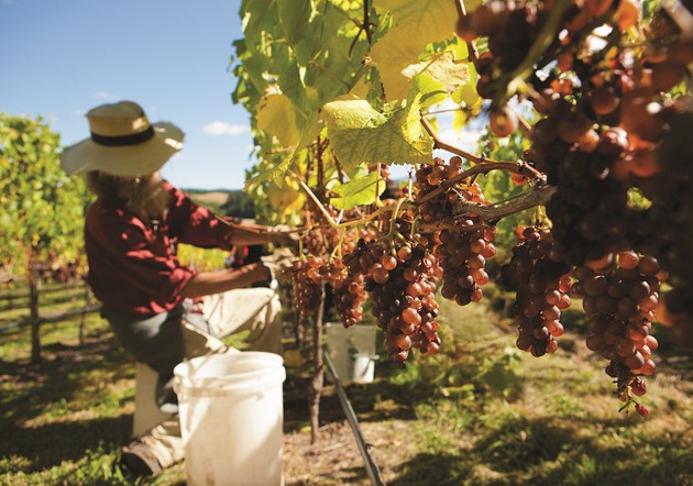 Vineyard in New Zealand