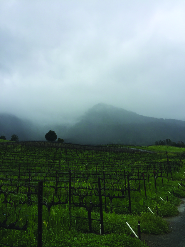 Cool climate California near the Sonoma Coast